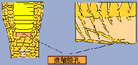 n޵Ĥ